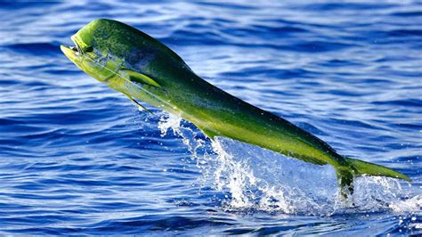 mahi mahi fish|What Is Mahi.